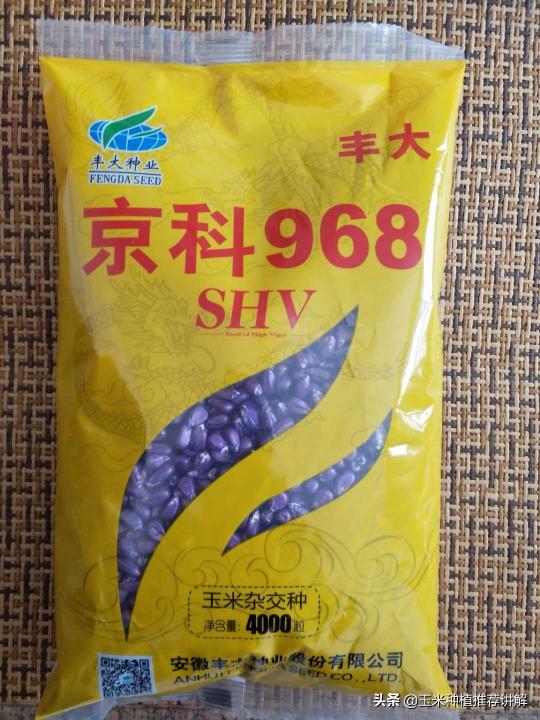 京科968多少钱(中国玉米种植面积超过1000万亩的种子)