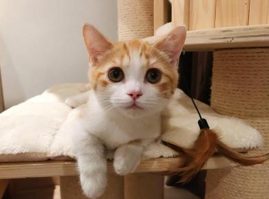 橘猫价格（养猫）