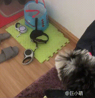 小老头狗大概多少钱（暴躁的小老头）