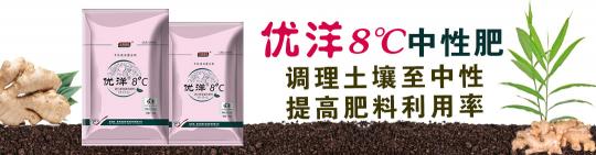 安丘大姜最新价格（今日大姜报价）