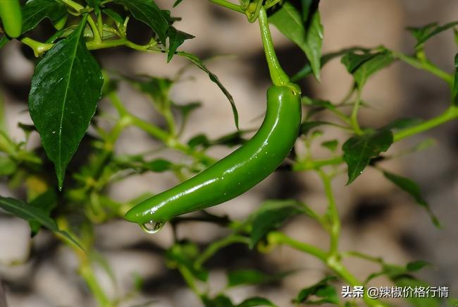 辣椒價格行情（國內需求疲軟）