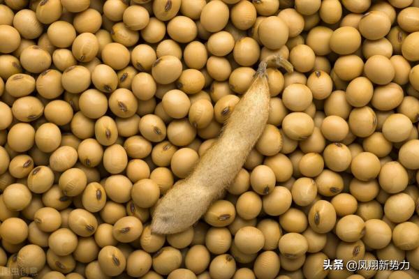 河南大豆价格最新行情（大豆价格动态）