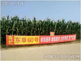 玉米种子价格表（2019高产玉米种子推荐）