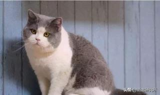 英国短毛猫价格（养英国短毛猫有5个）