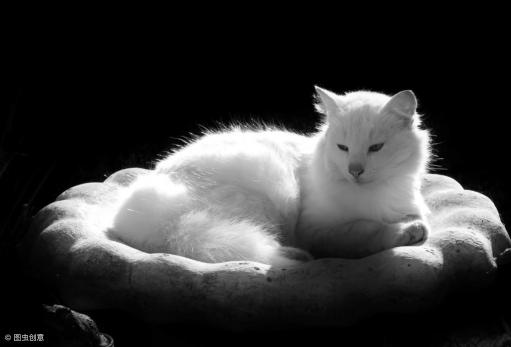 异瞳狮子猫多少钱一只（自带仙气的异瞳白猫却红颜薄命）
