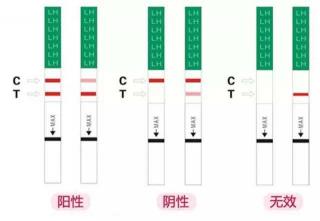 测犬瘟的试纸多少钱（在家给狗做的传染病试纸板为什么不准确）