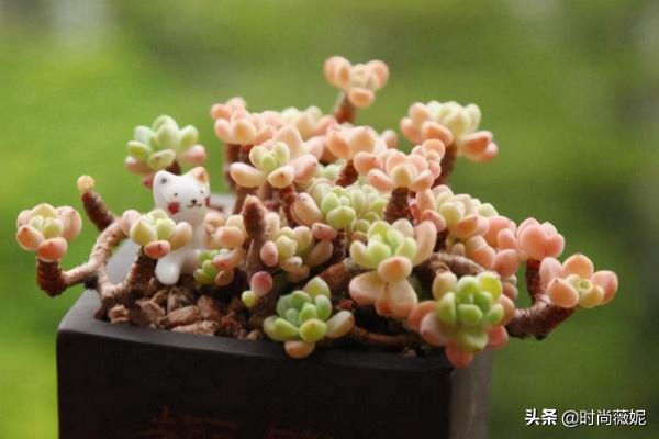 罗琦多肉一般多少钱（多肉罗琦怎么养）