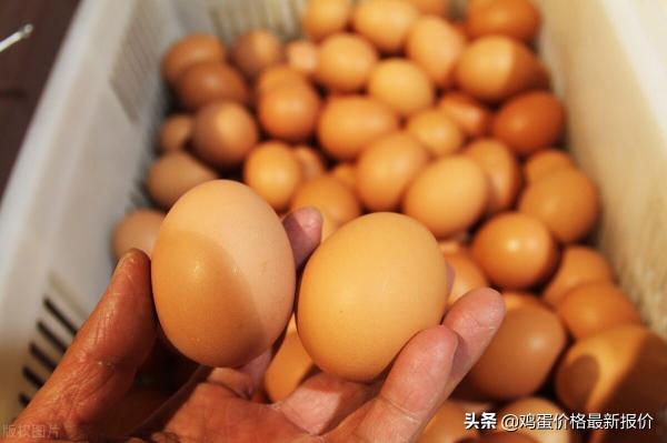 雞蛋今日價(jià)格（雞蛋價(jià)格走勢(shì)）
