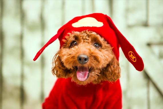 巴哥犬价格（这几种狗身上味道很大）