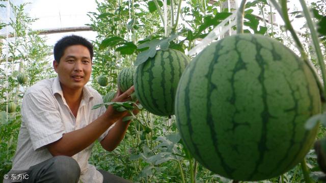 扶沟西瓜多少钱一斤（今天西瓜多少钱一斤）