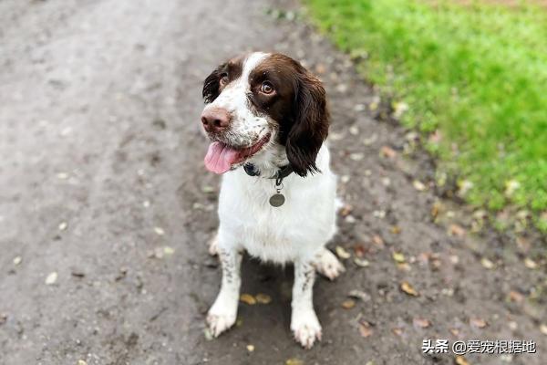 纯史宾格犬多少钱一只（患病狗狗被丢在路边）