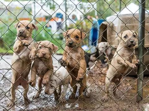 实验比格犬多少钱一只（这几种狗）