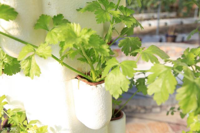 香菜多少钱一斤2017（8月29日香菜价格为何暴涨）