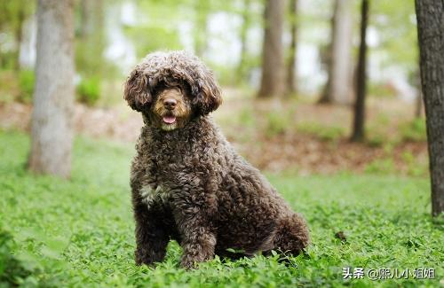 2016活狗多少钱一斤（世界上名贵犬种清单）