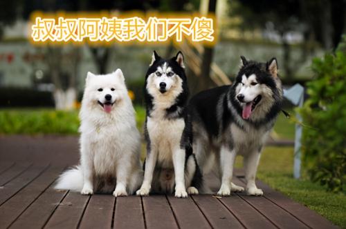 笨狗狗多少钱一只（6大）