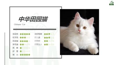 异瞳狮子猫多少钱一只（中华田园猫丨狮子猫）