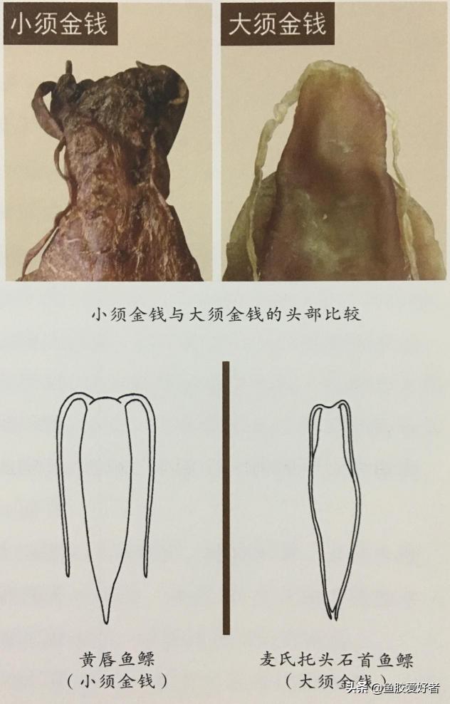 花胶价格表（鱼胶界的劳斯莱斯）