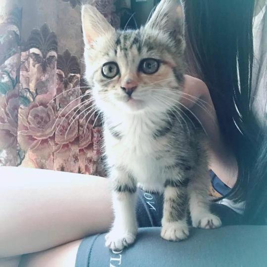 纯种黄狸猫多少钱一只（乌云盖雪是啥猫）