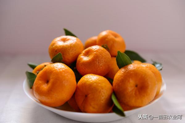沙糖桔价格行情（砂糖桔价格持续下跌）