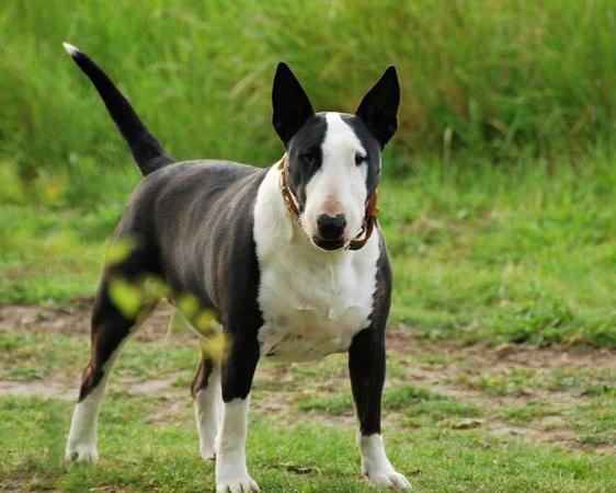 比特犬价格（世上最凶猛的十大恶犬）