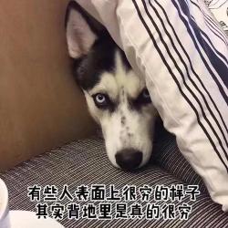 养只狗需要多少钱开支（养一只狗）