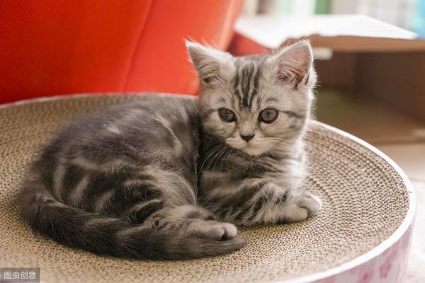 美国短毛猫价格（美国短毛猫吃什么猫粮好）