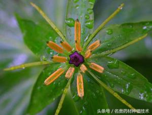 重楼的价格（重楼种植有钱景市场稀缺价格上涨有抗癌功效）