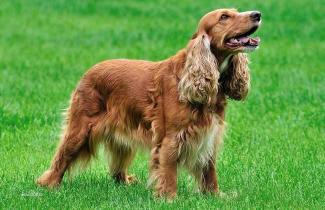 美国可卡犬多少钱一只（世界名犬）