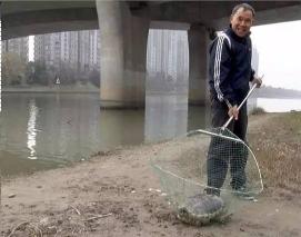 20斤的鳄龟多少钱一只（南京河里捕到20斤鳄龟）