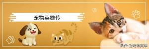 美国短毛猫价格（养美短的人那么多）