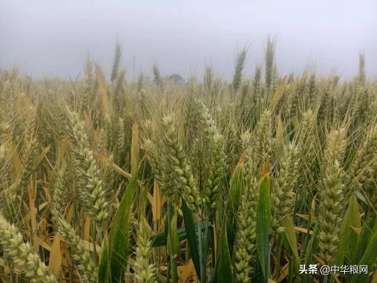 山东小麦价格（5月11日新麦继续下调）