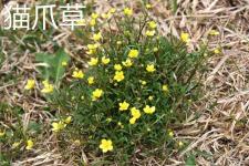2017猫爪草多少钱一斤（猫爪草）