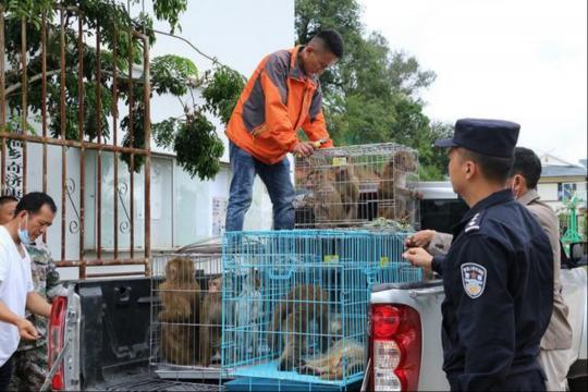 养猴子证件需要多少钱（村民主动上交猴子）