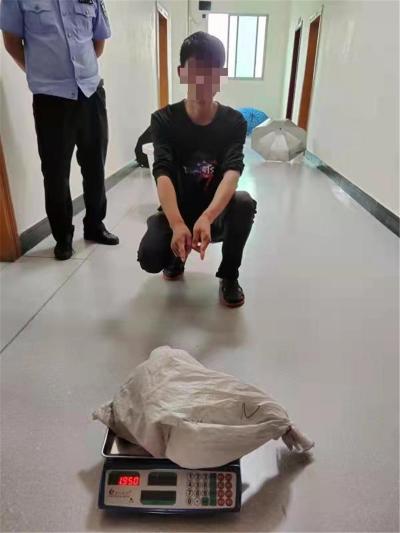 金线蛙值多少钱（173只青蛙）