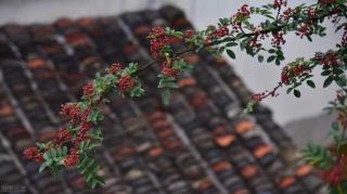 青花椒多少钱一斤2017（十几棵花椒树可以卖1000块）