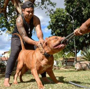 巴吉度犬价格（这几种狗的智商）