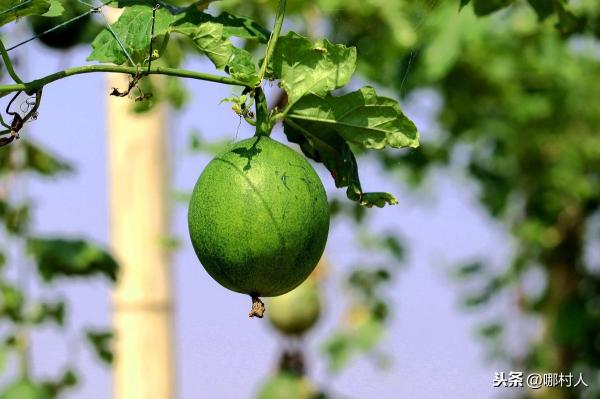 牛筋草收購多少錢（種植瓜蔞想要達到畝產5000元以上）