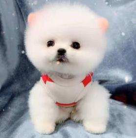 博美犬一般多少钱（为什么越来越多人养）