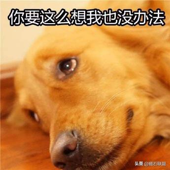 宠物b超多少钱一次（揭秘宠物医院检查之尿检）