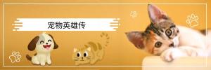 纯种小奶猫多少钱一只（狸花猫成国外新宠）