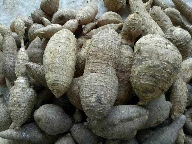 牛大力价格几多钱一斤（炒得很火的牛大力）