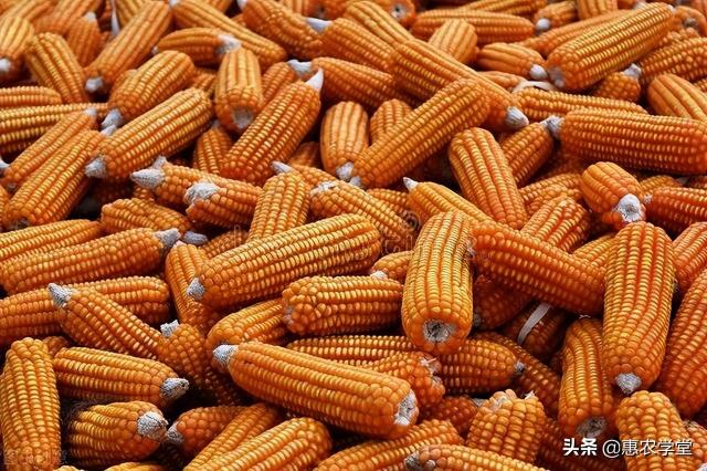 河南玉米价格最新行情（现在干玉米多少钱一斤）