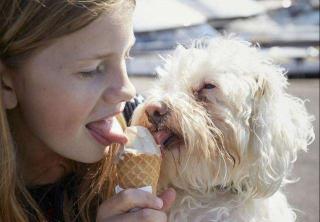 比熊犬多少钱一只图片（平价养狗）