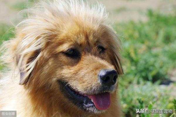 香槟色贵宾犬多少钱（我家的泰迪是只）