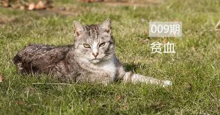 補血肝精多少錢一盒（貓咪貧血）