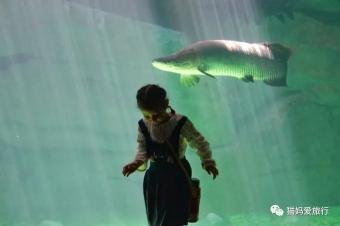 齐河游乐园门票多少钱（齐河亲子游）