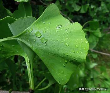 银杏叶片价格（小小树叶）
