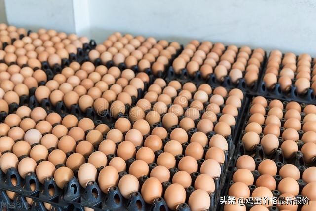 中国鸡蛋价格信息网（明天鸡蛋价格稳中有涨）