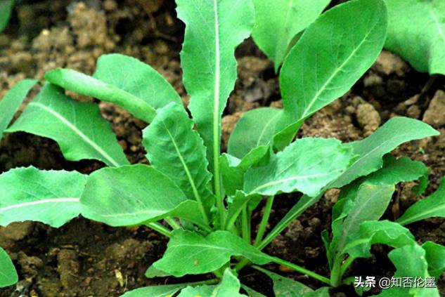 蒲公英根價(jià)格（這幾種）