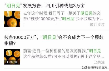 成都春见多少钱一斤（一斤枝条卖一万三）